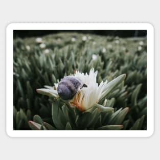 Snail Having Breakfast in Californian Yellow Flower Photo V7 Sticker